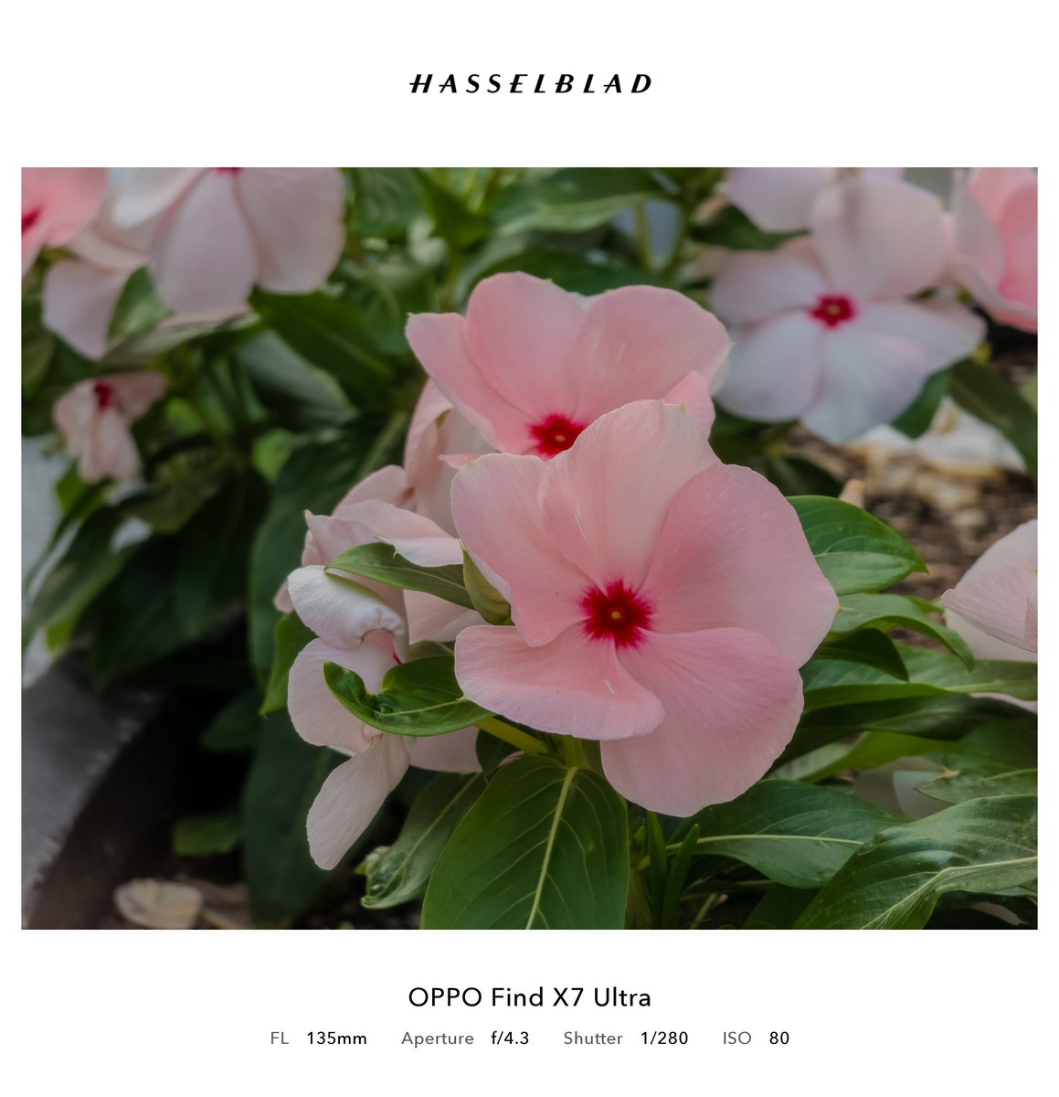 Hosityam's tweet photo. お花さん😘
#OPPO × #Hasselblad https://t.co/258rEyFhtn