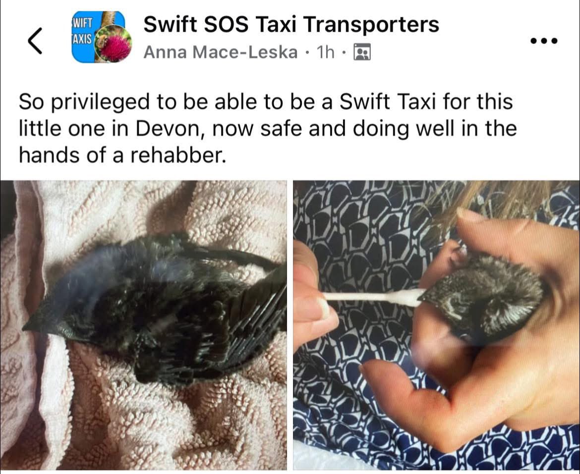 Huge thanks to Swift Taxi volunteer Anna for getting this precious swiftlet to a specialist rehabber! 💚

🚗 Can you help us transport swifts to carers in Tiverton &amp; Plymouth?

Join our WhatsApp group to help when finders can’t drive. Dm us!
#SwiftSOS #SwiftTaxi #WildlifeRescue