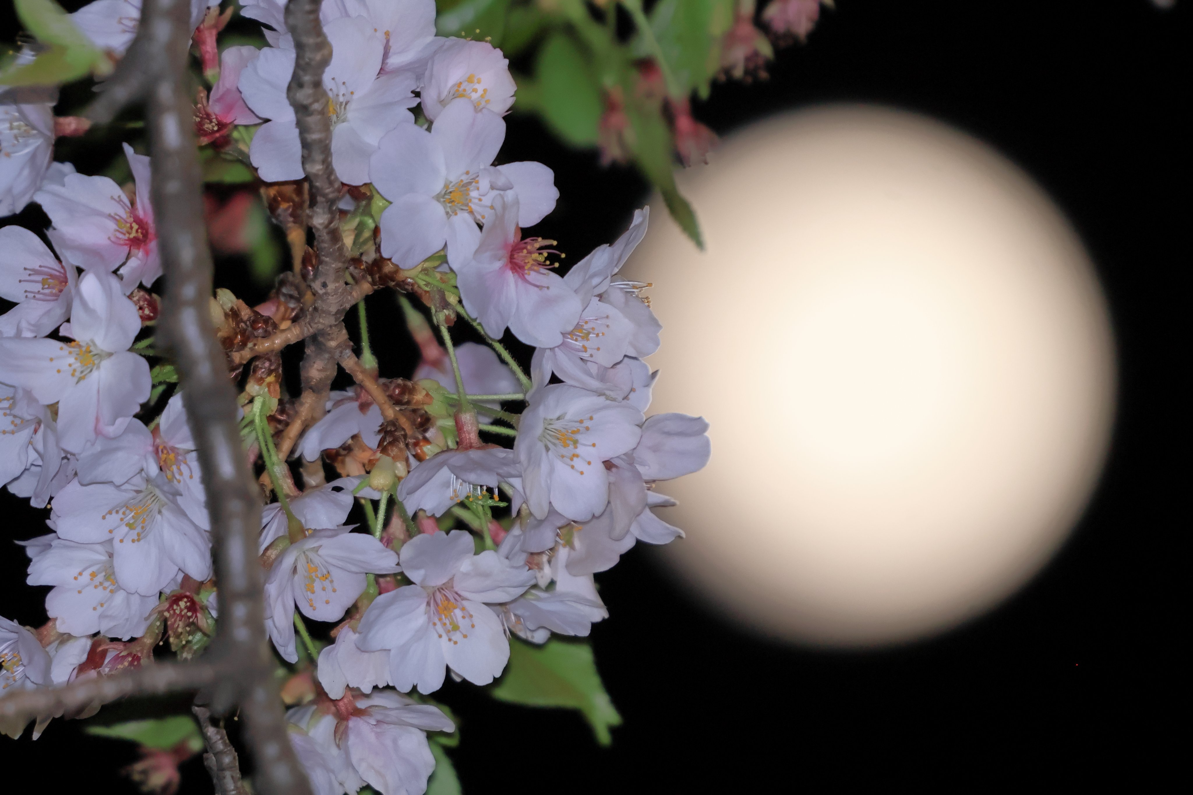 村松開人＆田中幹也　10シリ ‼️ 値下げしました（10/2）‼️ 南 (@k2ukauhk) / X