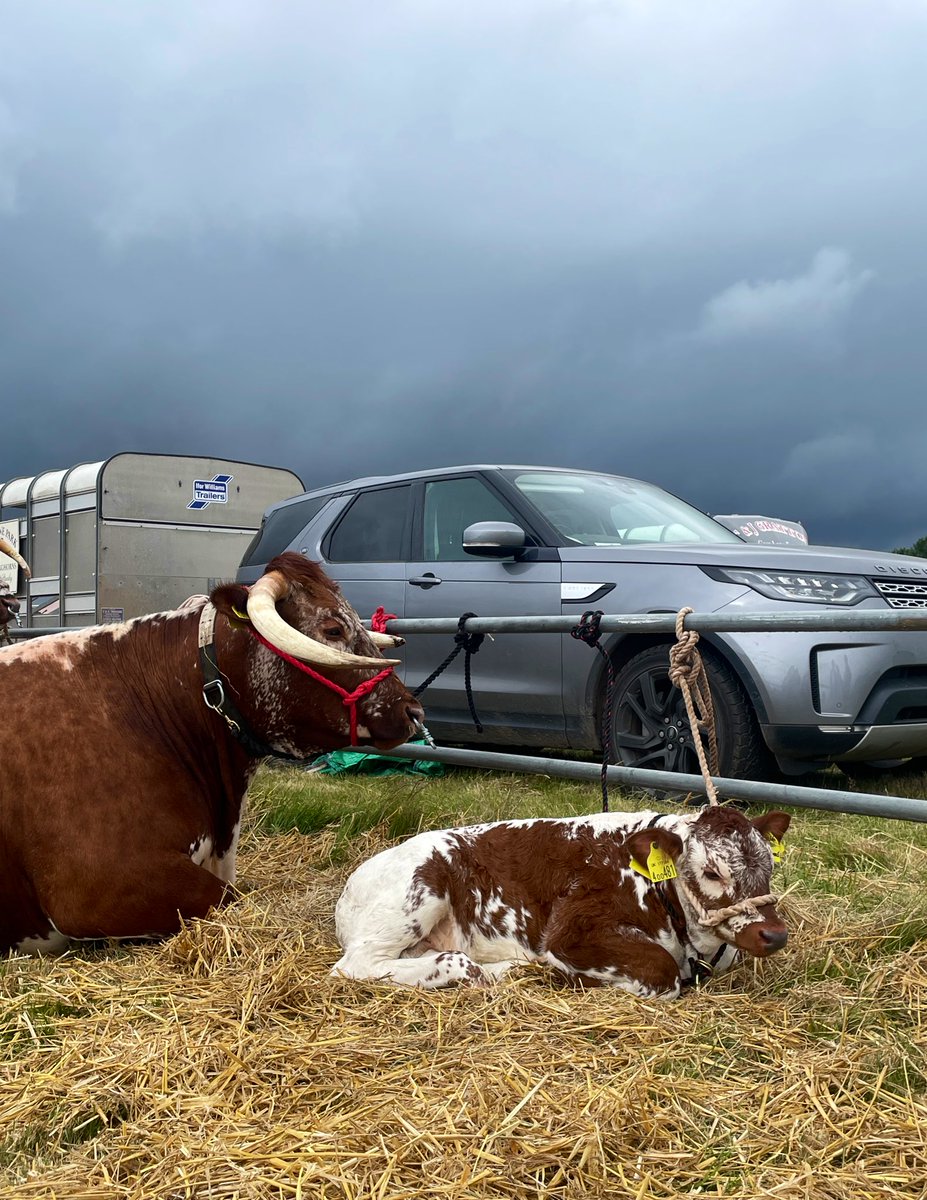 Fell in love with this little angel at the county show