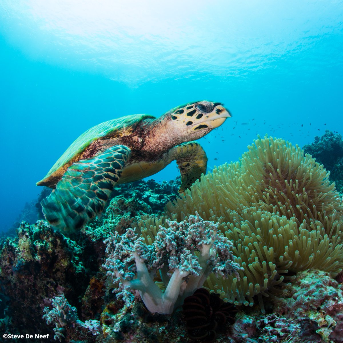 oceana's tweet photo. Coral reefs are often called the rainforests of the sea! 🪸

Like rainforests, coral reefs are some of the most diverse ecosystems on the planet. What's your favorite animal that calls these areas home? #WorldRainforestDay 🦑 🦈 🐠 https://t.co/Im56HYxHYY