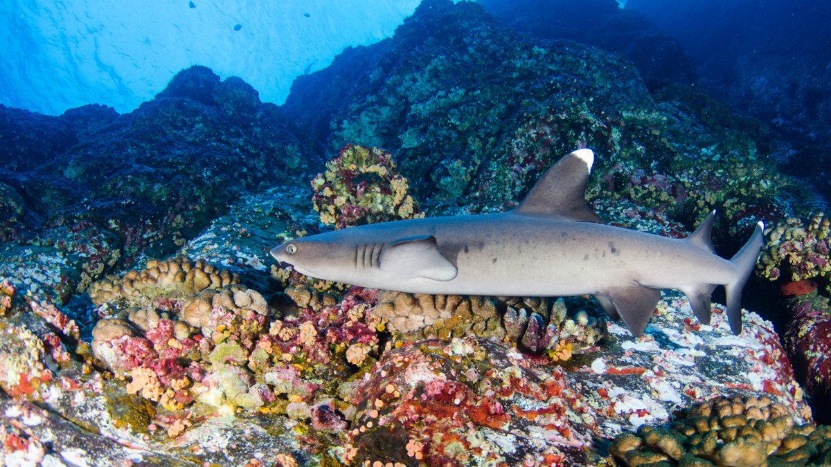 oceana's tweet photo. Coral reefs are often called the rainforests of the sea! 🪸

Like rainforests, coral reefs are some of the most diverse ecosystems on the planet. What's your favorite animal that calls these areas home? #WorldRainforestDay 🦑 🦈 🐠 https://t.co/Im56HYxHYY