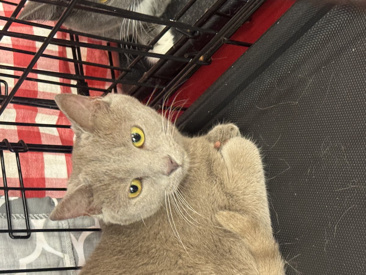 psp9024's tweet photo. Crabapple Cats and Kittens are HERE adopting out some beautiful cats and kittens! 🐈‍⬛ Sunday 10-1! Crabapple Cats &amp; Kittens #rescue #cats #kittens #adoption https://t.co/FK8jgrgEdV