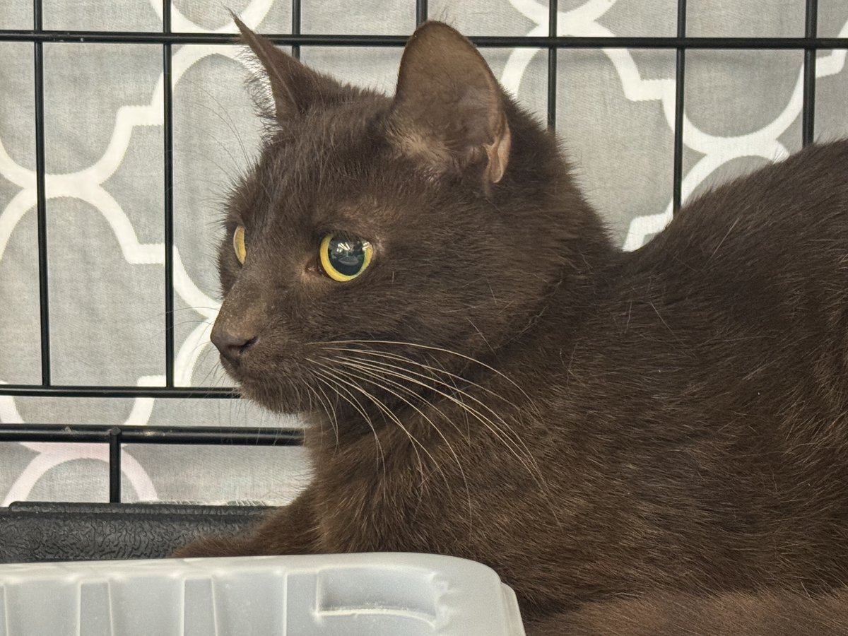 psp9024's tweet photo. Crabapple Cats and Kittens are HERE adopting out some beautiful cats and kittens! 🐈‍⬛ Sunday 10-1! Crabapple Cats &amp; Kittens #rescue #cats #kittens #adoption https://t.co/FK8jgrgEdV