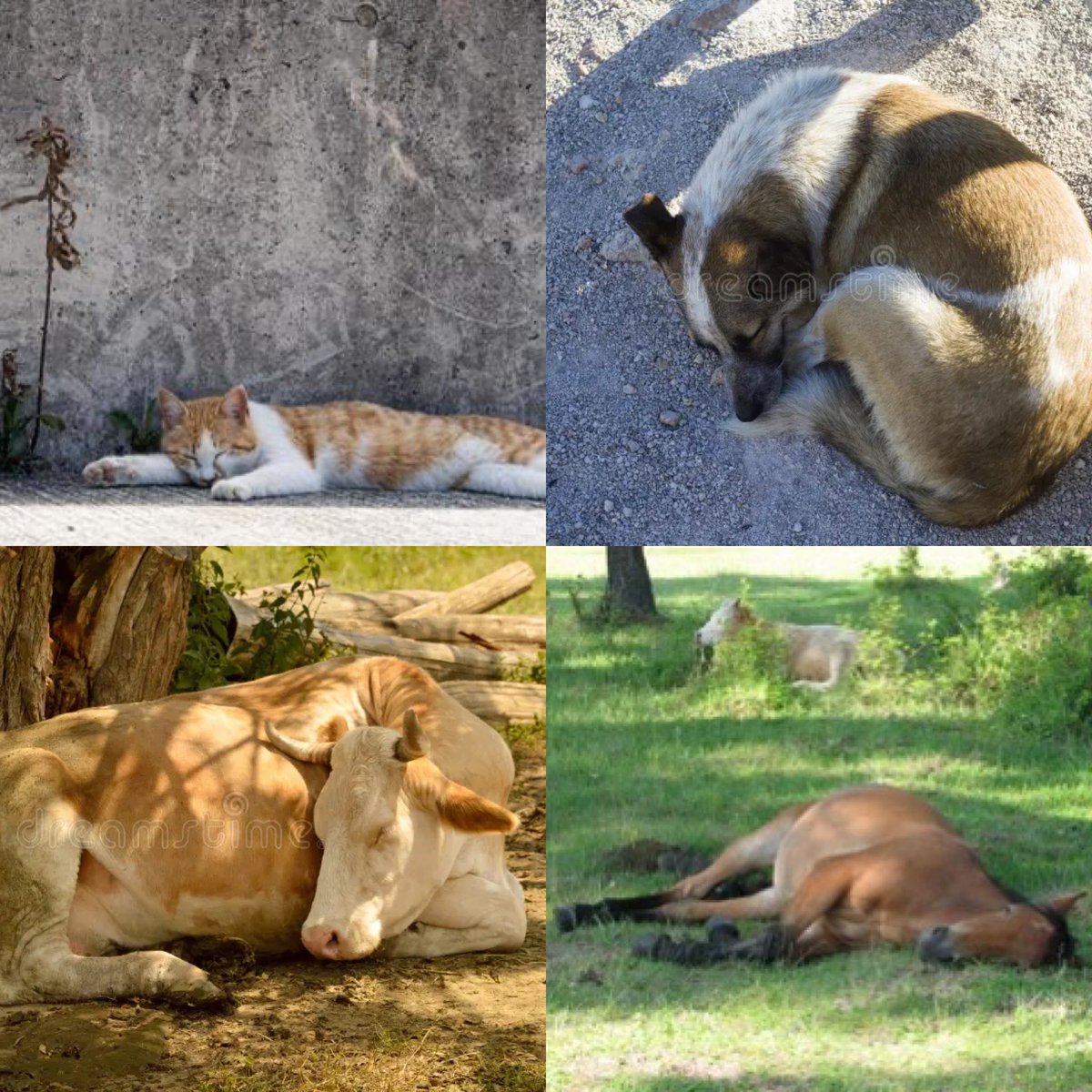 die „Krone der                    „dumme“ 
Schöpfung“ bei                   Tiere bei 
>30°C                                     >30°C