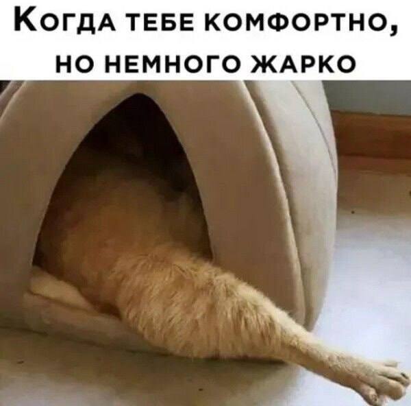 Gribanov's tweet photo. Хоба https://t.co/B6fKvIRbvV