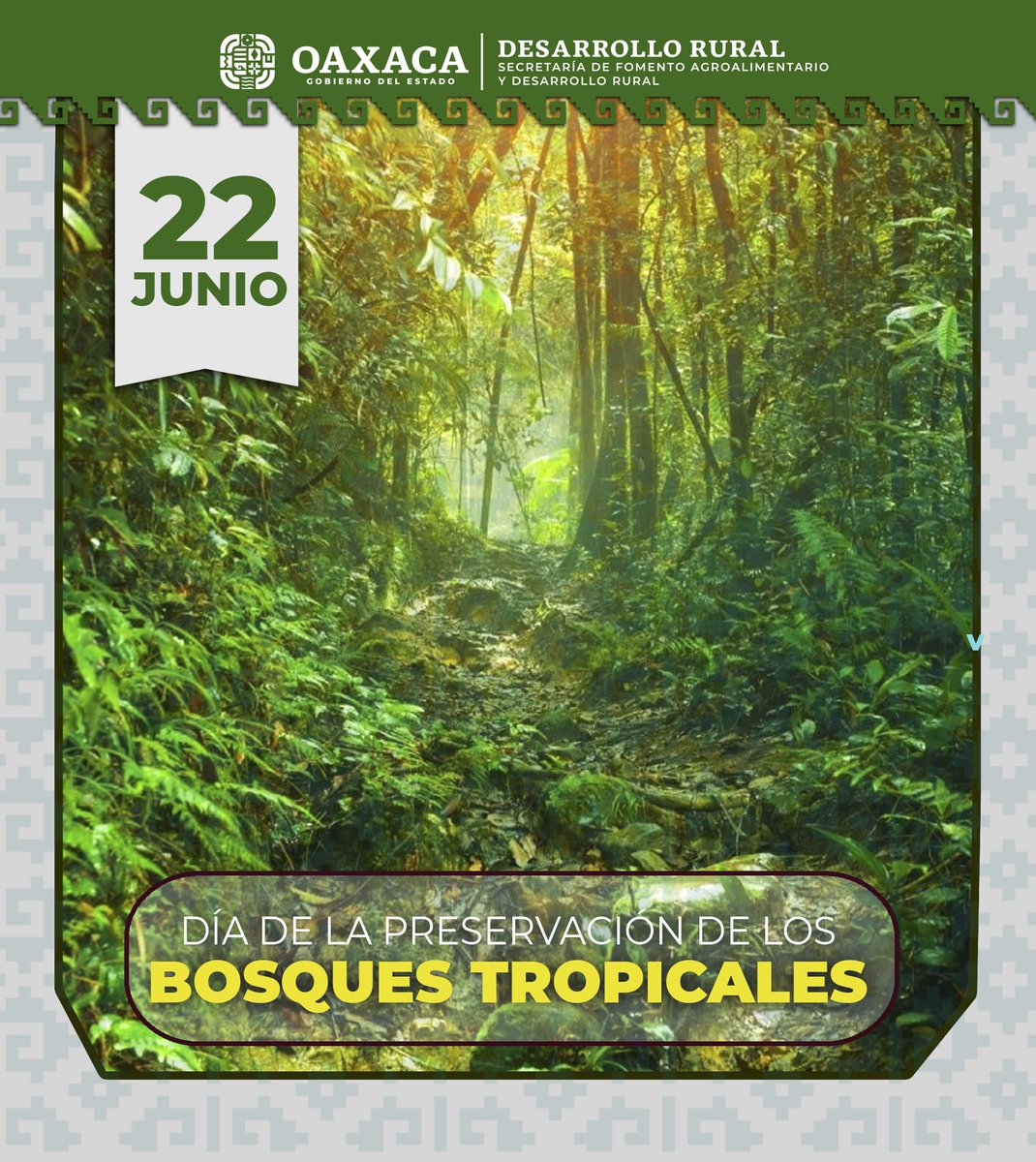 En el Día Internacional de los Bosques Tropicales, recordemos la importancia de preservar estos ecosistemas. La deforestación y el cambio climático amenazan su existencia.