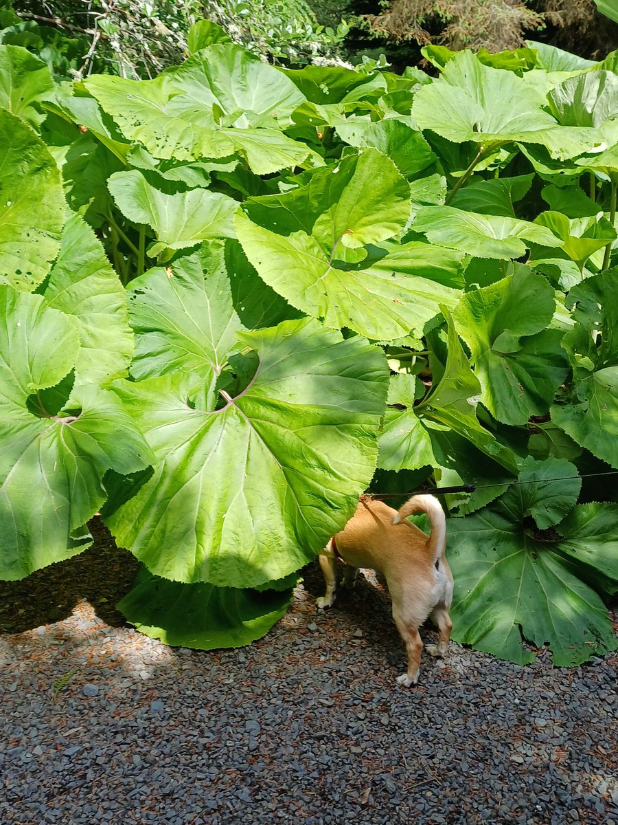 Just had a week in Scotland,  my favourite place. The friendliest people, beautiful countryside, swathes of buttercups, kelpies, castles and square sausage.  I'll never get tired of going there and my pooch loved it too.