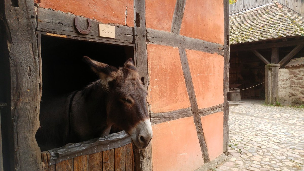 A whole lot of volunteers over a whole lot of years. Francoise will take us on a tour.
mainlymuseums.com/post/1360/the-…
<a href="/PatrimoineRural/">Patrimoine rural & paysage</a> #museums #museumfromhome #Alsace