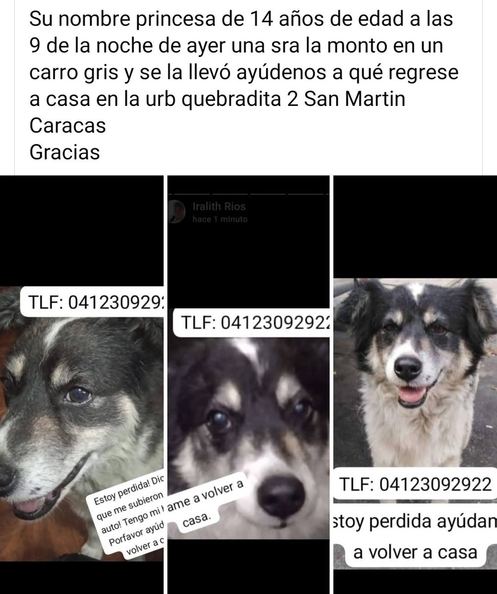 #Caracas
#SanMartin
🚨🚨🚨EXTRAVIADA🚨🚨🚨
Su nombre es Princesa y su mamá está desesperada.
Alguien vió que una Sra de un carro gris se la llevó.
Ayúdenos a qué regrese a casa en la Urbina La Quebradita de San Martin.
Favor difundir🙏🏻🙏🏻🙏🏻
❤️‍🩹🐶❤️‍🩹🐶❤️‍🩹🐶❤️‍🩹🐶❤️‍🩹
Gracias🇻🇪🙏🏻