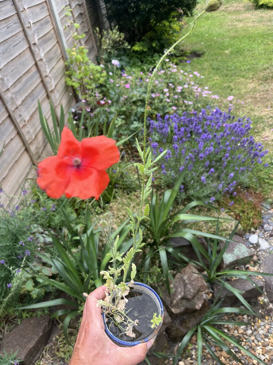 PaulPhear's tweet image. In March at the charming and impressive @totoro_show the pencil I was gifted had some seeds on a stick attached to it. I popped them a tin mug (which is a souvenir of when I was a walk-on in @aninspector) with a bit of earth from my garden.  3 months later something has grown..