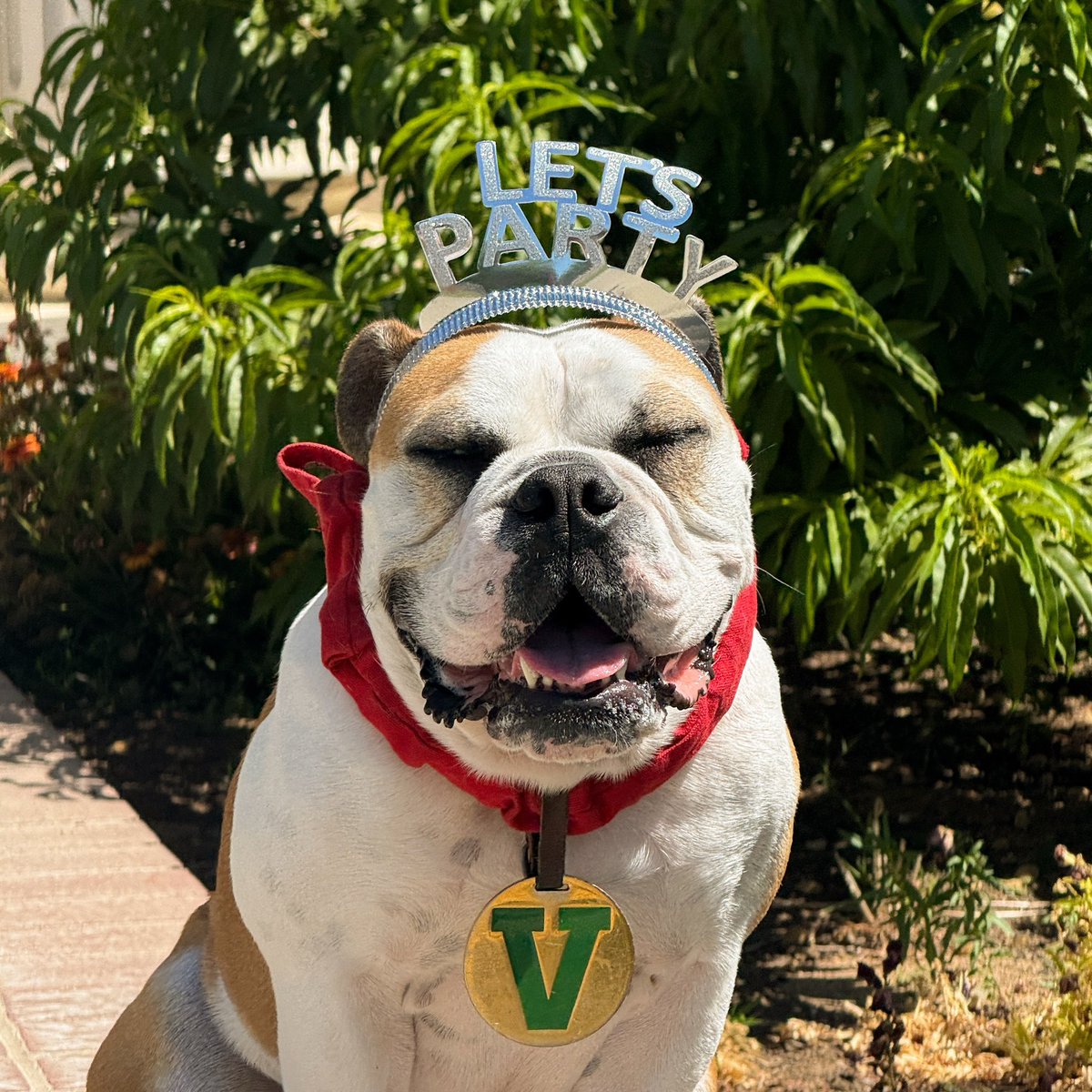 Victor E. Bulldog IV tweet media