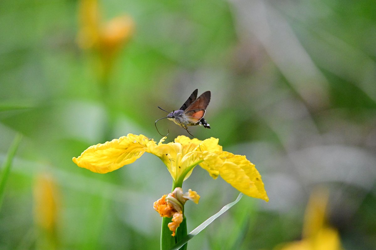 David Wick has left us speechless with this photo of the week! 📸

A dainty little hummingbird hawk-moth 🤭

They migrate to the UK from Southern Europe each year. and can be seen hovering over flowers, feeding with its long proboscis; its wings move so quickly that it 'hums' 🎶