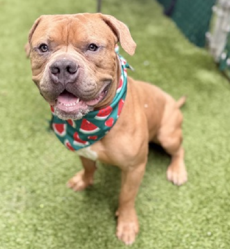 NMBewitched's tweet photo. Sharing Shelter nicknames to get #RescueDogs #Adopted
Loverboy
#WorkingfortheWeekend
Bobbie Jr
https://t.co/TG5jzFBIQ2
This seductive #PuppyLove
#AdoptMe https://t.co/ub18ahOyD6