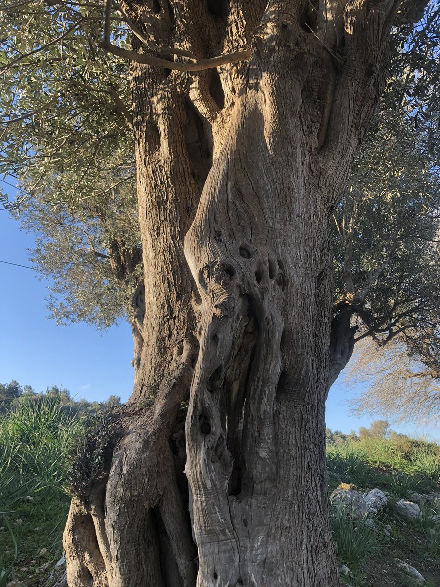 #zeytinimeağacımadokunma
Teos, bin yıllık zeytin ağaçları ve niceleri… 
Dokunma!