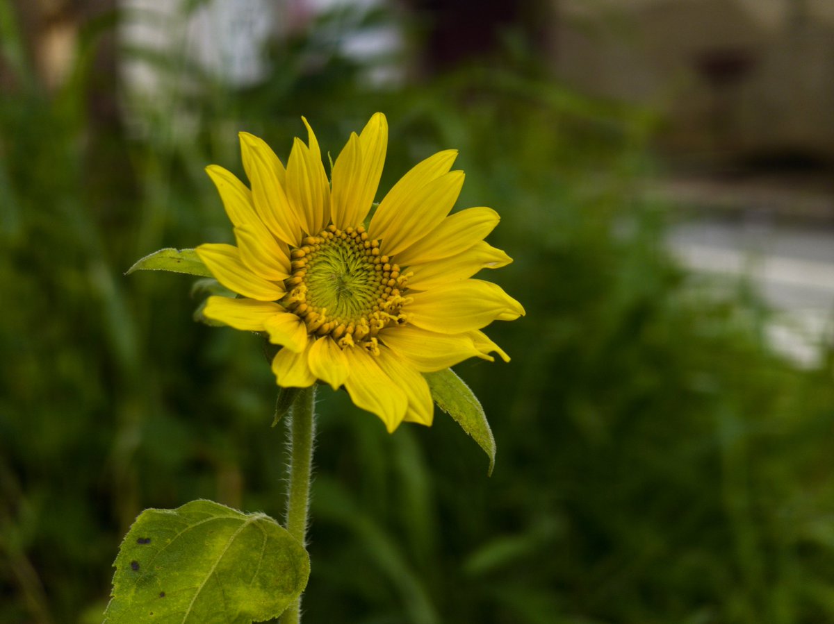 robowillian's tweet photo. Photographs of a sunflower 
Shot On Motorola Edge 50 Ultra 📷 
⚙️ RAW +edit 
#motofoto #Edge50Ultra #nature #flower #motorola https://t.co/NAMDsaKTbR
