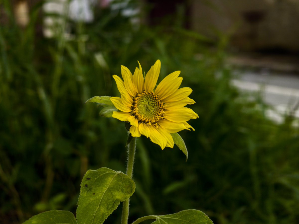 robowillian's tweet photo. Photographs of a sunflower 
Shot On Motorola Edge 50 Ultra 📷 
⚙️ RAW +edit 
#motofoto #Edge50Ultra #nature #flower #motorola https://t.co/NAMDsaKTbR