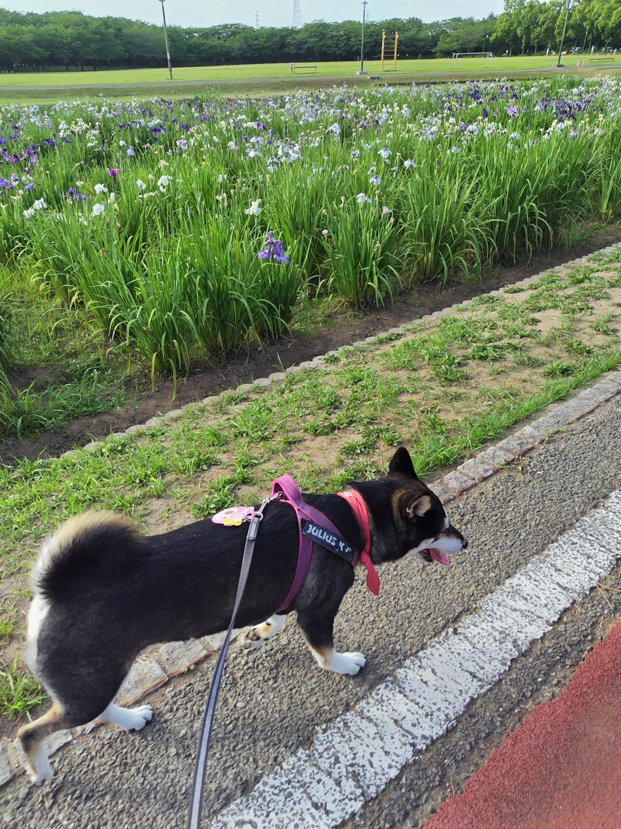 yipo121's tweet image. 2日ぐらいおかしな感じだったけど、何事もなかったかのように、暑くてハァハァしながらも、やる気いっぱいになってくれて良かったよ、ほんと…