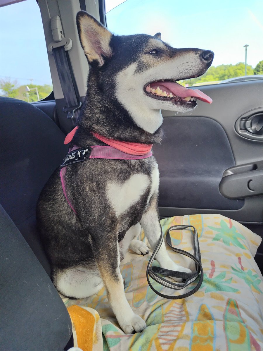 yipo121's tweet image. 2日ぐらいおかしな感じだったけど、何事もなかったかのように、暑くてハァハァしながらも、やる気いっぱいになってくれて良かったよ、ほんと…