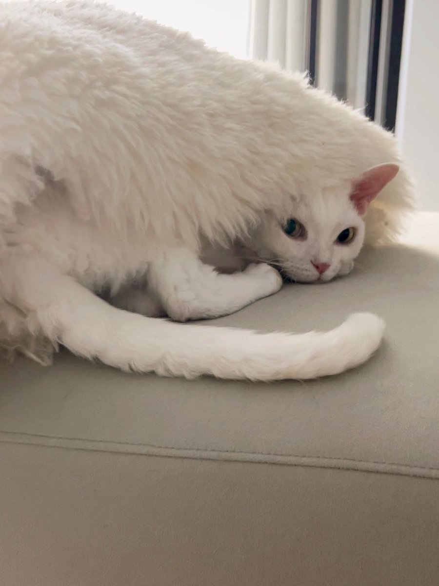yol11492302's tweet photo. Shaun mastered the art of self-tucking π΄β¨ Blanket mandatory for naptime! #CatTwitter #DevonRex #CatRituals #SleepyShaun https://t.co/lr0KkJAGlg