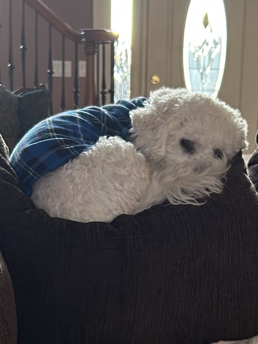 mallemon's tweet photo. Hmmm. Haven’t posted in a while.  I still play Wordle daily, but am not sure why I posted the results here.  Time for a dog pic. https://t.co/aJHvfv6puc