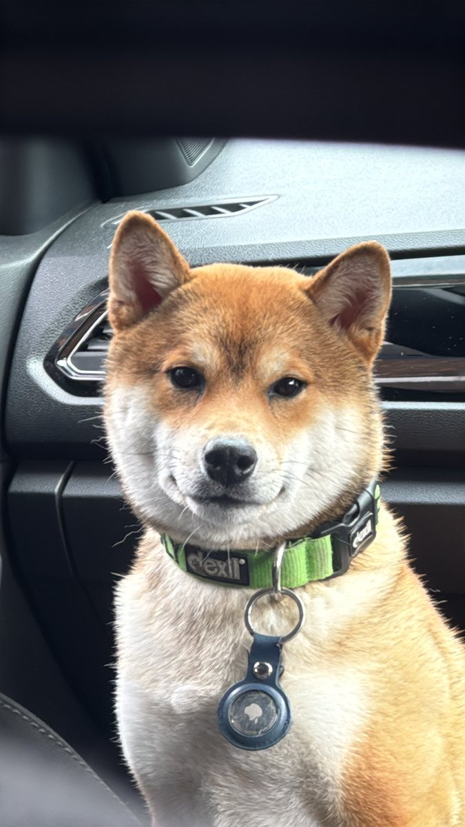 millypod1's tweet photo. UPDATED TO #STOLEN @metpoliceuk
He was stolen from Trafalger Avenue/Old Kent Road.
Poss by two black males
AirTag ping at - Bird in bush road - just as you enter #Peckham
🆘#Lost Kurama #ScanMe #PUPPY
YOUNG Tan Shiba Inu Male
Burgess Park #London #SE17
https://t.co/j1gBTKpC4j https://t.co/sfyf0yKeOp