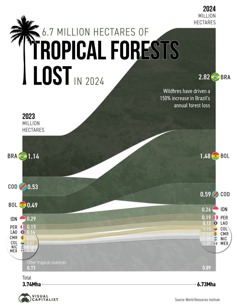 Nathali_lk's tweet photo. Today is World Rainforest Day 🌿🌍 
The infographic below highlights the scale of tropical forest loss in 2024 🌴📊. Understanding this data is the first step toward protecting one of our planet's most important ecosystems. https://t.co/wW5PXscEiW