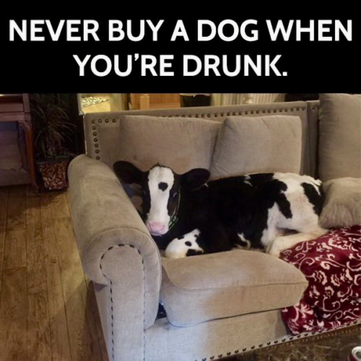 David Coverdale tweet media