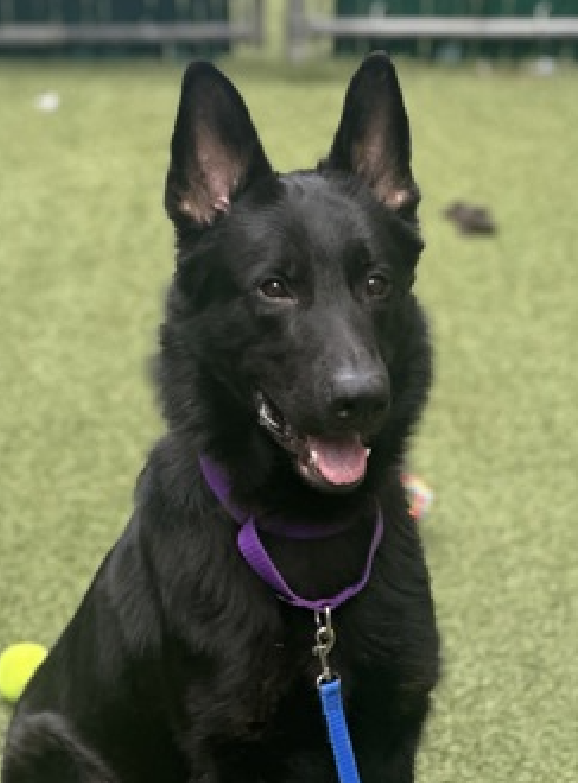 NMBewitched's tweet photo. #NYCACC is stock piling dogs to Kill List
#sundayvibes
#FostersSaveLives
Aleman
Now #RescueOnly
https://t.co/CEKr8u6DxF
Extremely shy
Needs a human bond to build courage
My Movie:
https://t.co/JKdCzIQQyx https://t.co/s5Vkt3tFOY