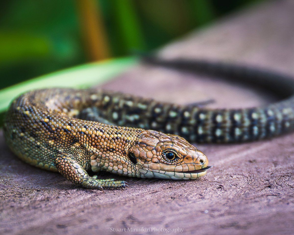 stuartminnikin's tweet photo. Common lizard, warming up on the walkway at Malham Tarn last week.
#lizard #commonlizard https://t.co/T3l08tIXUr