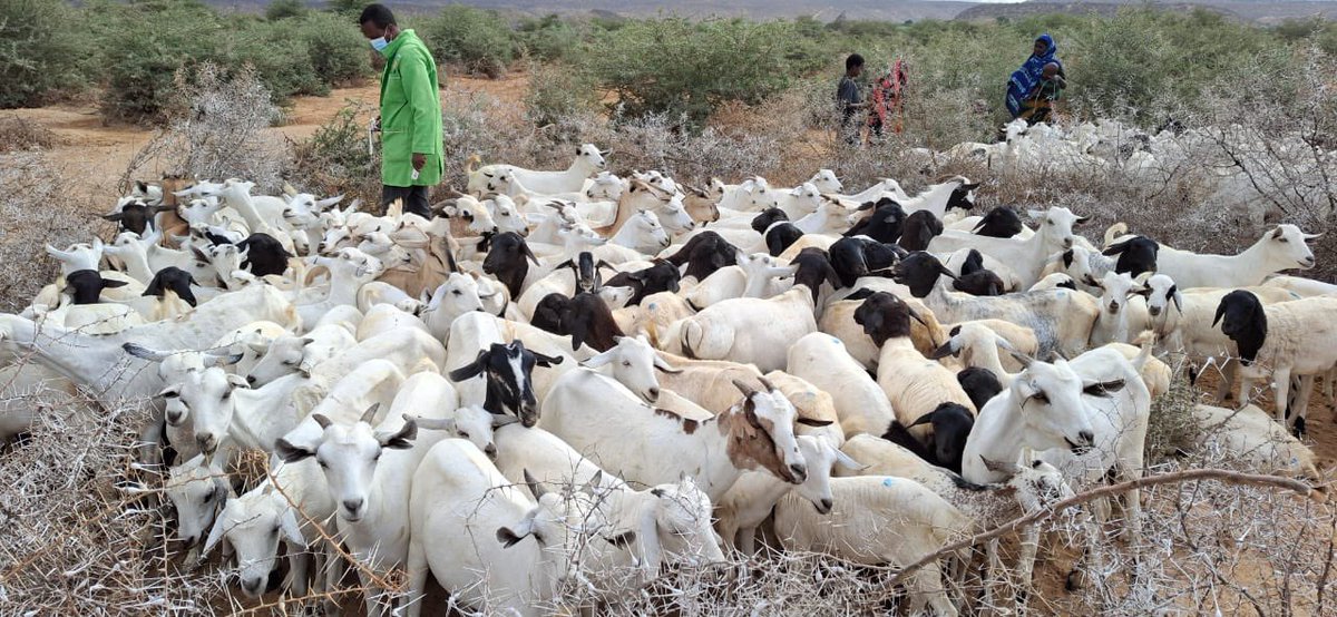 RACIDA (@racidaofficial) on Twitter photo 🐐 Over 260,000 livestock targeted in an ongoing #MassVaccination campaign across Mandera!
Led by RACIDA & <a href="/Mandera_cgvt/">Mandera County Government</a>, the <a href="/USAIDSavesLives/">USAID's Bureau for Humanitarian Assistance</a> -funded #IRRProject is partly supporting the exercise in 4 sub-counties: Mandera South, Mandera West, Mandera North & Kutulo.
💉 Focus: 🐐 Over 260,000 livestock targeted in an ongoing #MassVaccination campaign across Mandera!
Led by RACIDA & <a href="/Mandera_cgvt/">Mandera County Government</a>, the <a href="/USAIDSavesLives/">USAID's Bureau for Humanitarian Assistance</a> -funded #IRRProject is partly supporting the exercise in 4 sub-counties: Mandera South, Mandera West, Mandera North & Kutulo.
💉 Focus: