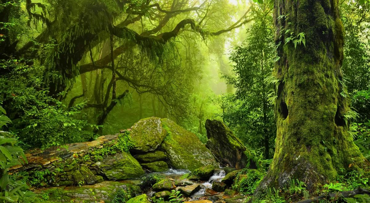 🇪🇺🇵🇱 If you ever find yourself in Poland. Check - the Puszcza Białowieska - last fragment of an ancient forest that once covered almost all of Europe. 😊
