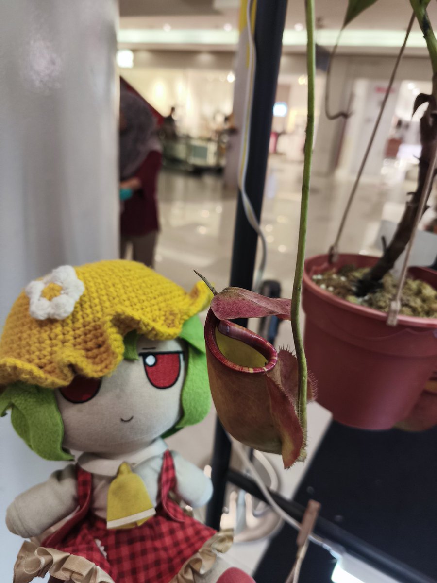 CirnoFumoTan's tweet photo. "Pitcher mania!"
Mama Yuuka reviewing and posing alongside pitcher plants (and a Venus flytrap).
Ended up, adopting two smol potted ones.
#mamayuuka #yuukakazami #touhou #fumo #plushie #citygardeningkl #pitcherplants #nepenthes https://t.co/DnjS7HHMT7