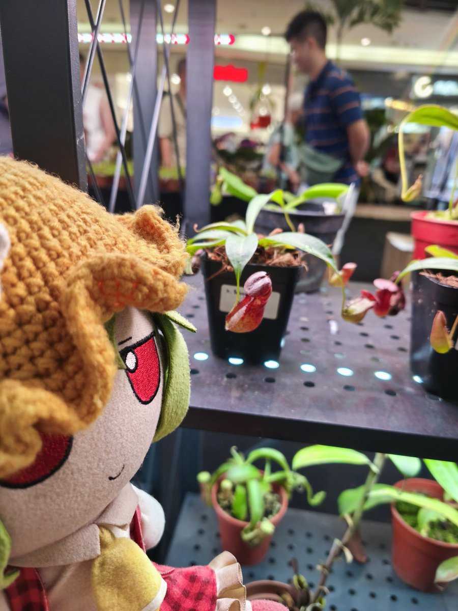 CirnoFumoTan's tweet photo. "Pitcher mania!"
Mama Yuuka reviewing and posing alongside pitcher plants (and a Venus flytrap).
Ended up, adopting two smol potted ones.
#mamayuuka #yuukakazami #touhou #fumo #plushie #citygardeningkl #pitcherplants #nepenthes https://t.co/DnjS7HHMT7
