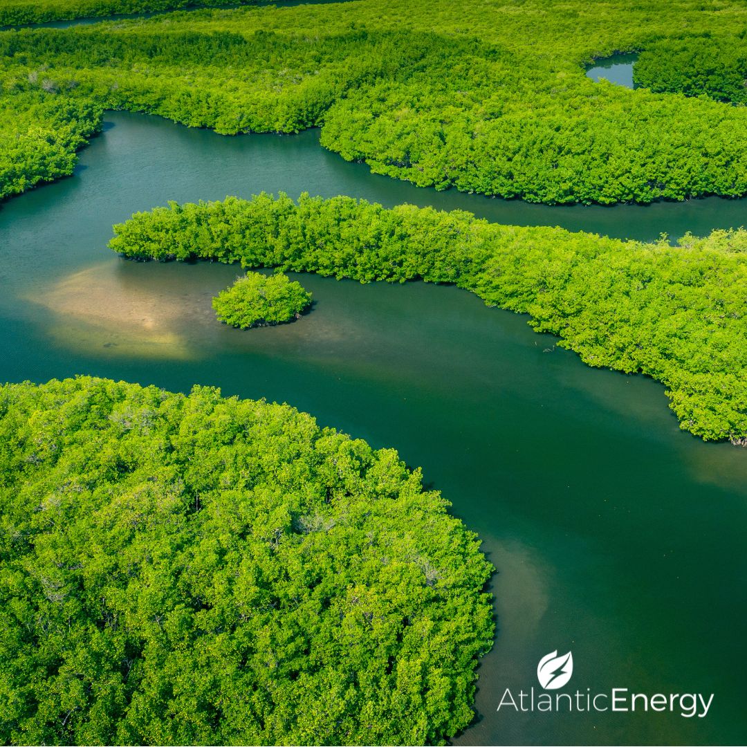 Breathing easy? Thank a rainforest—they produce 20% of the world’s oxygen. 🌎💚 On #WorldRainforestDay, we’re doubling down on:
✅ Clean energy
✅ Lower emissions
✅ A healthier planet
Let’s power the future while protecting Earth’s lungs. #RainforestDay #SustainableEnergy