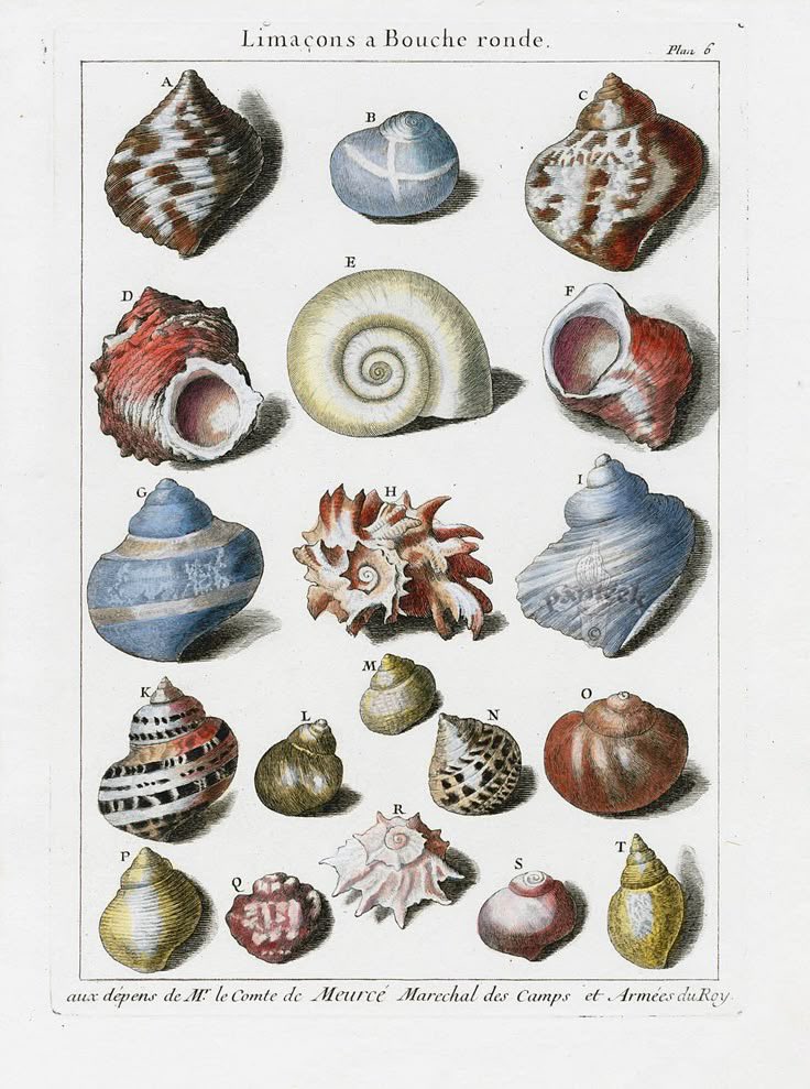 twilightstardew's tweet photo. snail shells https://t.co/zYkIRA5dGu