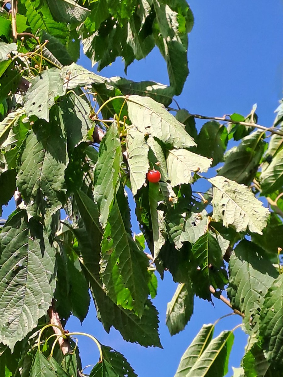 plan_tracker's tweet image. Dan ontdek je random dat het gekregen boompje die je vroeger plantte, een kersenboom is!😊😊😊