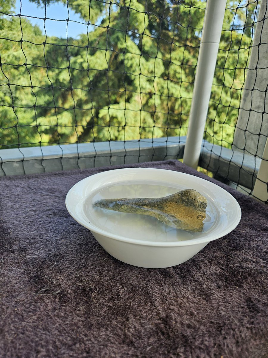 Wasser für die Kleinsten 🐝🦋🐞