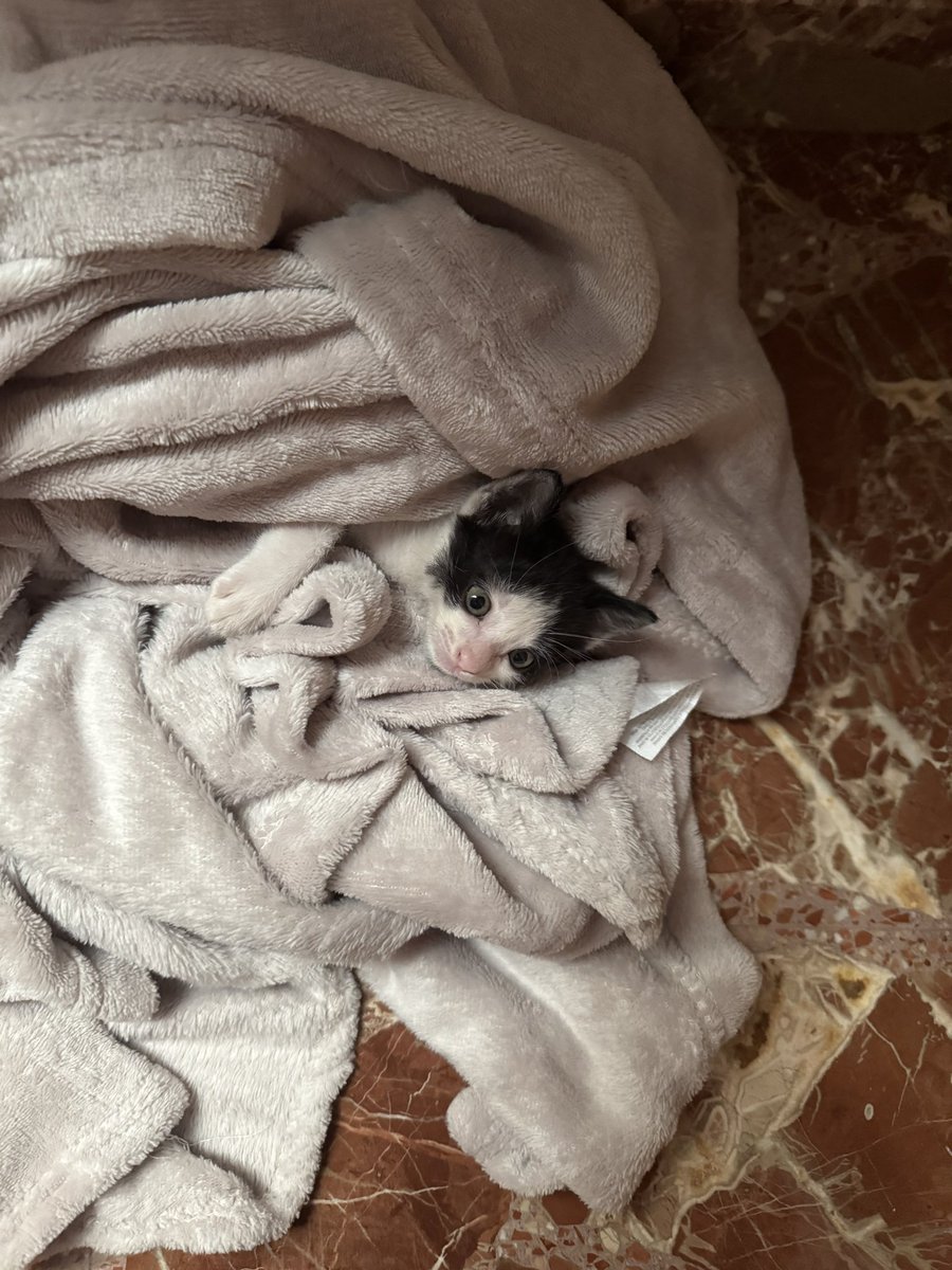 anabergam's tweet photo. GATITO EN ADOPCIÓN RESPONSABLE.

Hola chicos, ayer me encontré a este gatito en mitad de la carretera y ahora mismo lo tengo en casa. Pero no puedo tener más gatos en este momento y busca adopción responsable y una familia que le de mucho mucho amor. Es un bebé de un mes aprox. https://t.co/ozOUT3cSUA