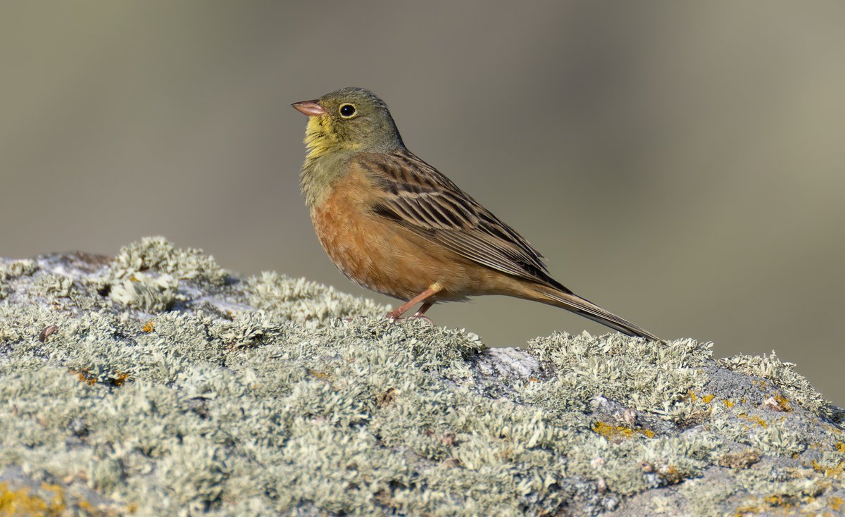 Glynsellors tweet media