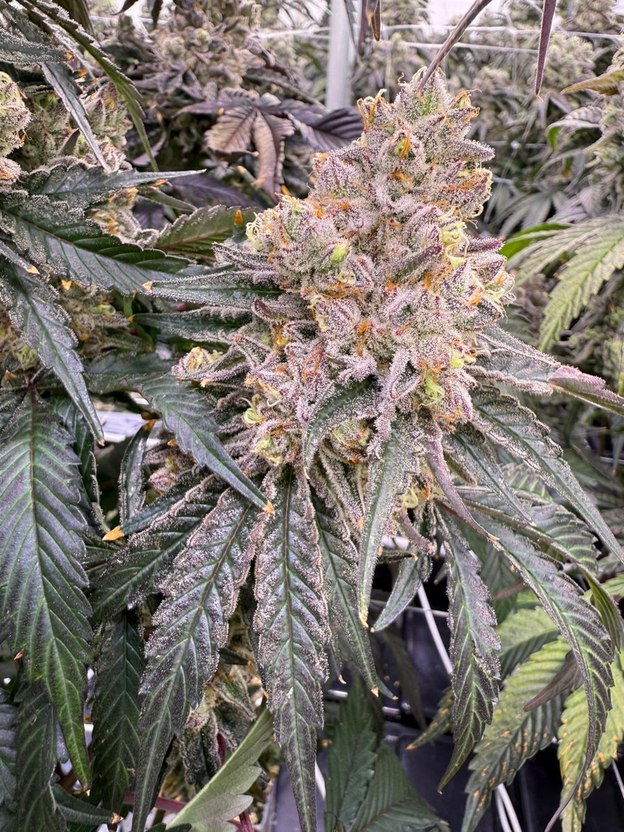 Maybe call her simply .....The Breeze? (G-Wagon x Caribbean Breeze) R&amp;D table <a href="/VicCannabisCo/">The Victoria Cannabis Company</a> 
Smells of a Del Monte fruit cup with a side of petrol.