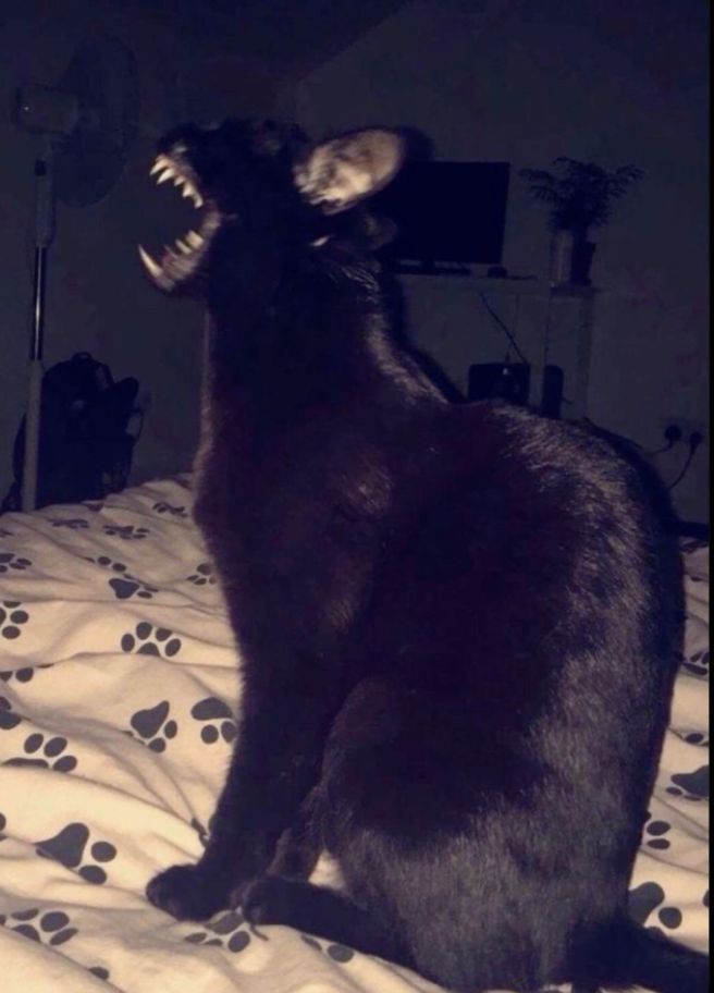 PostsOfCats's tweet image. staple remover