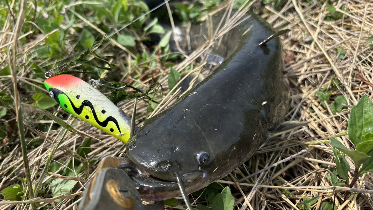 tagyoshuangler's tweet photo. 雷魚1、ナマズ6キャッチ
いはら釣具の試投会の後、@boost_up_kuma と@anglers_sw と一緒に雷魚釣りへ
@Anglers_High_sy からいただいた"うんちルアー”で雷魚キャッチ！
短時間ながら、しっかり2人に釣らせてくれるあたり、くまさんのガイドはさすがです◎ https://t.co/DUxNCKuNTY