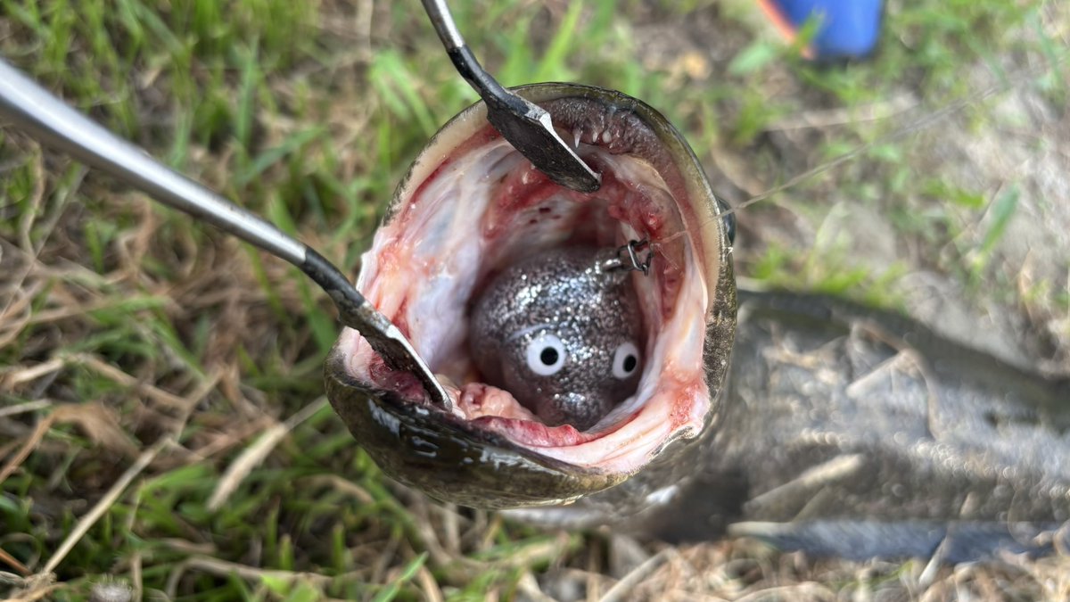 tagyoshuangler's tweet photo. 雷魚1、ナマズ6キャッチ
いはら釣具の試投会の後、@boost_up_kuma と@anglers_sw と一緒に雷魚釣りへ
@Anglers_High_sy からいただいた"うんちルアー”で雷魚キャッチ！
短時間ながら、しっかり2人に釣らせてくれるあたり、くまさんのガイドはさすがです◎ https://t.co/DUxNCKuNTY