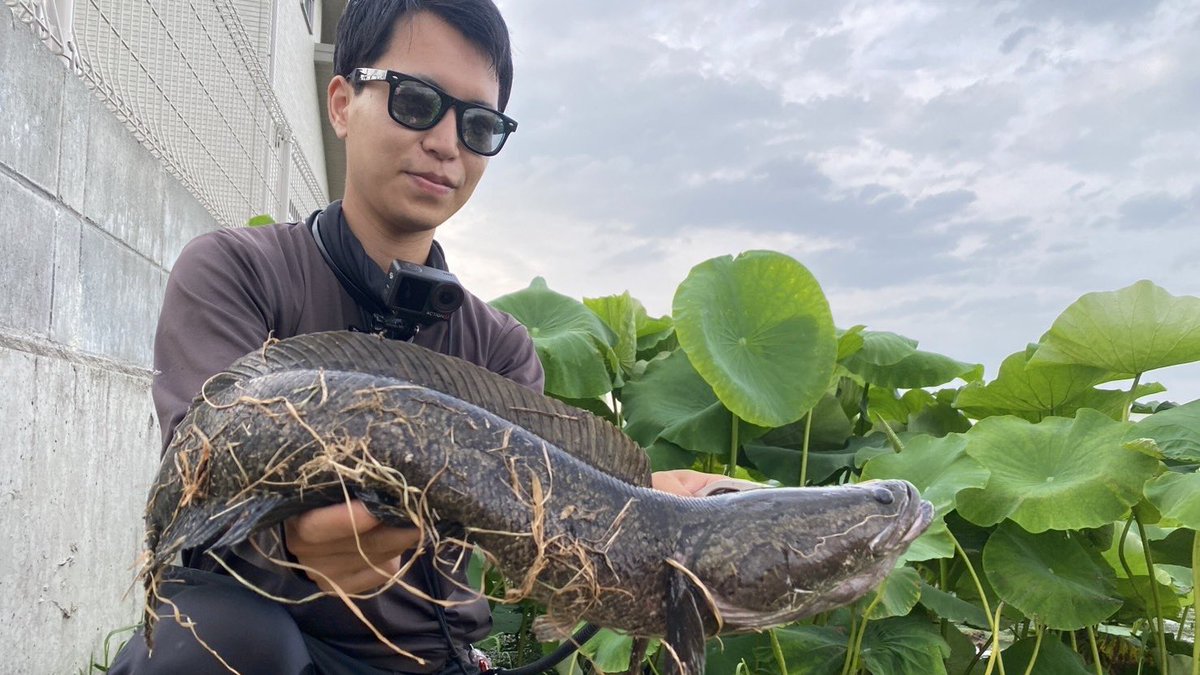 tagyoshuangler's tweet photo. 雷魚1、ナマズ6キャッチ
いはら釣具の試投会の後、@boost_up_kuma と@anglers_sw と一緒に雷魚釣りへ
@Anglers_High_sy からいただいた"うんちルアー”で雷魚キャッチ！
短時間ながら、しっかり2人に釣らせてくれるあたり、くまさんのガイドはさすがです◎ https://t.co/DUxNCKuNTY