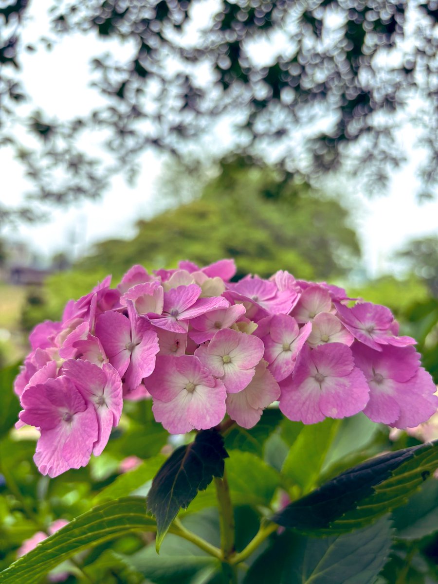 おはようございます💗🤍💛
月曜日𝐌𝐨𝐧𝐝𝐚𝐲💗🤍💛

心を研ぎ澄ませ
その先に
必ず見えてくる道
ただ堂々と笑ってゆけば
それでいい💗🤍💛

梅雨の雨など何処へやらの
今年の6月もあと1週間💗🤍💛ふぁいと
