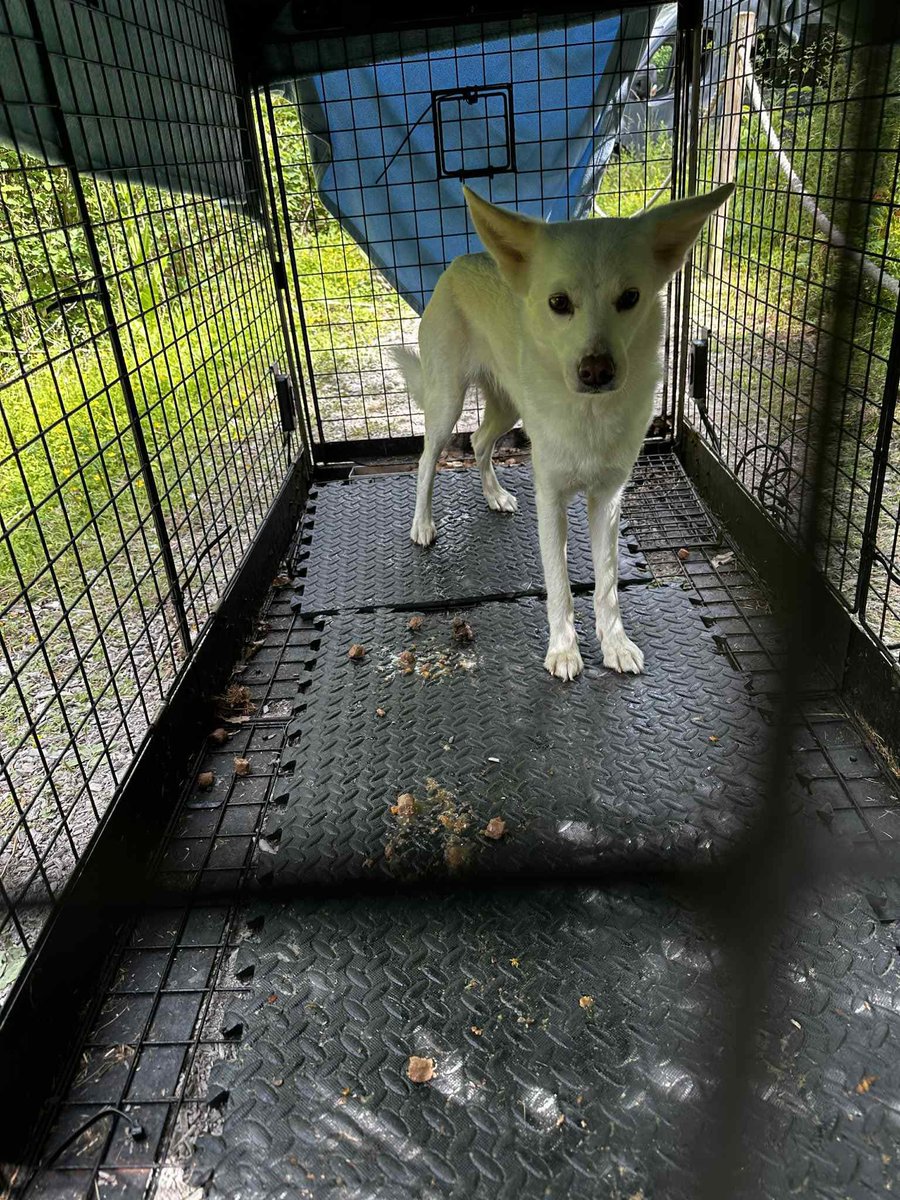 Lost Dog Recovery UK South tweet media