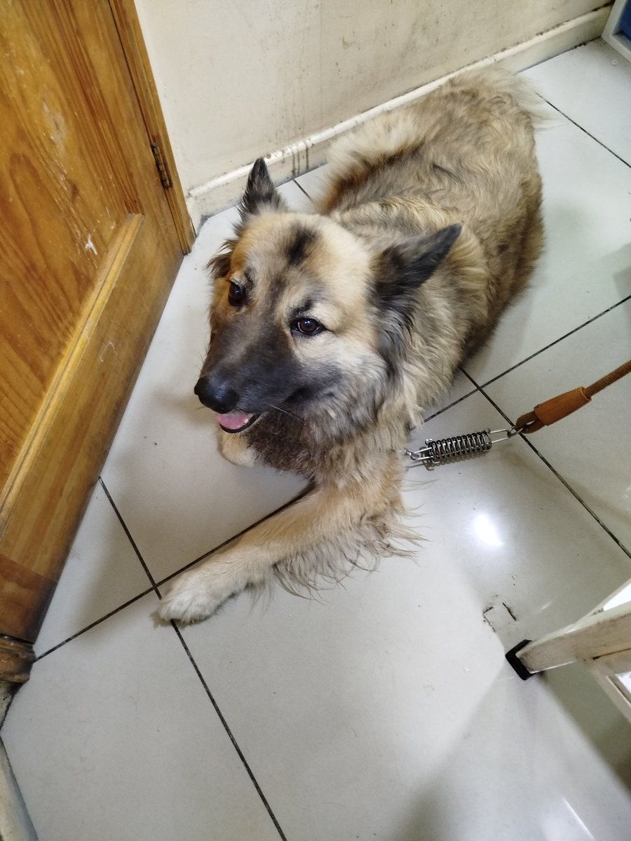 Fundacion_CIMA's tweet photo. Alguien puede darle 1 Hogar a Estrellita... es muy buena perrita 😍 y lleva más de 1 año esperando una buena Familia... Vivía con una Acumuladora, sin espacio, mal alimentada, sin agua y nada de cariño su vida pasaba en un pequeño rincón 😭 ahora merece un Hogar🙏
+56969078272 https://t.co/idH56BlhfI
