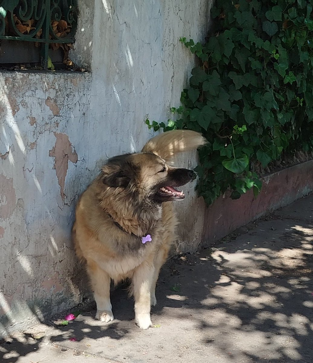 Fundacion_CIMA's tweet photo. Alguien puede darle 1 Hogar a Estrellita... es muy buena perrita 😍 y lleva más de 1 año esperando una buena Familia... Vivía con una Acumuladora, sin espacio, mal alimentada, sin agua y nada de cariño su vida pasaba en un pequeño rincón 😭 ahora merece un Hogar🙏
+56969078272 https://t.co/idH56BlhfI