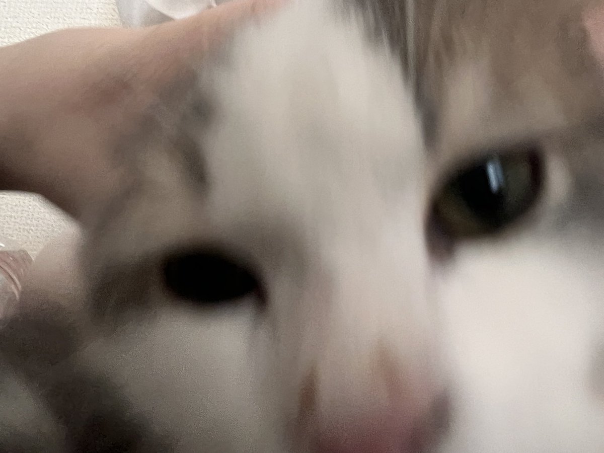 dog1cat2yeah's tweet photo. 寄り！！ https://t.co/vs8PyEyHGi